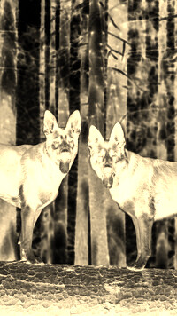 Sepia + Negatyw