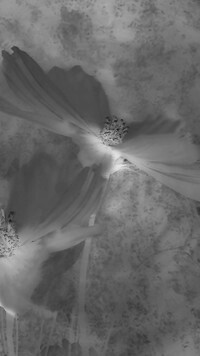 Szary + Negatyw