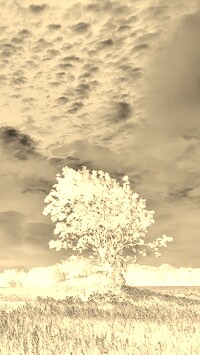 Sepia + Negatyw