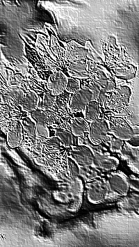 Skamielina