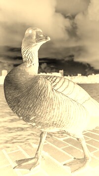 Sepia + Negatyw