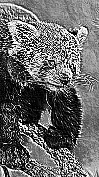 Skamielina