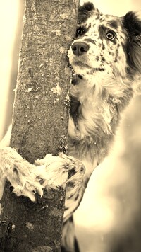 Sepia