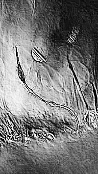 Skamielina