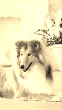 Sepia