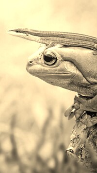 Sepia