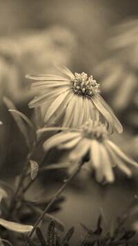 Szary + Sepia