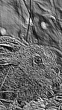 Skamielina