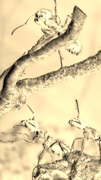 Sepia + Negatyw