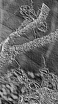 Skamielina