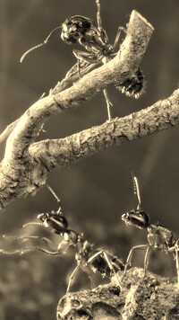 Szary + Sepia
