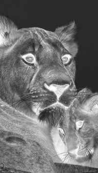 Szary + Negatyw