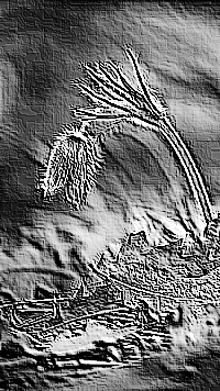 Skamielina