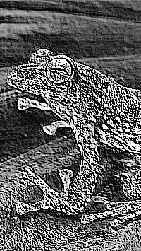 Skamielina