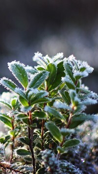 Oryginalny obrazek