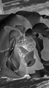 Szary + Negatyw