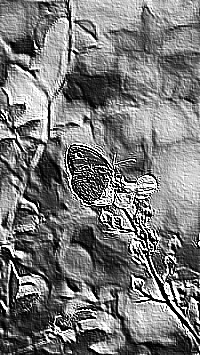 Skamielina