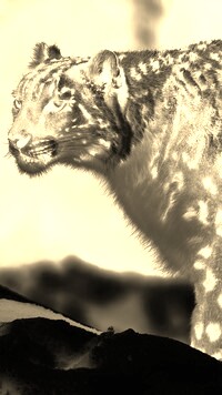 Sepia + Negatyw