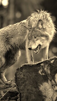 Sepia
