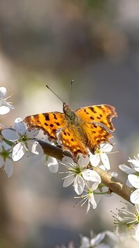 Oryginalny obrazek