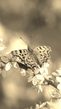 Szary + Sepia