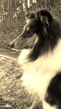 Szary + Sepia