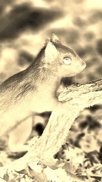 Sepia + Negatyw