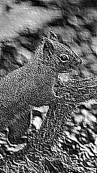 Skamielina