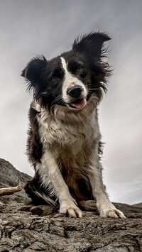 Oryginalny obrazek