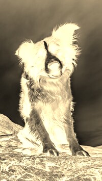 Sepia + Negatyw