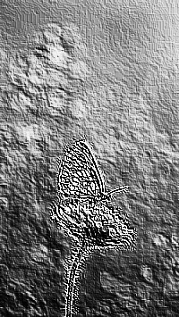 Skamielina