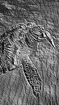 Skamielina