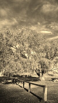 Szary + Sepia