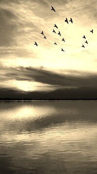 Sepia
