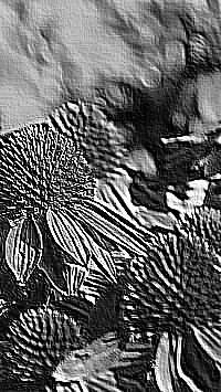 Skamielina