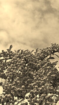 Szary + Sepia