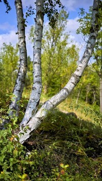 Oryginalny obrazek