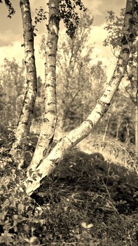 Szary + Sepia