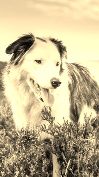 Sepia
