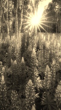 Szary + Sepia