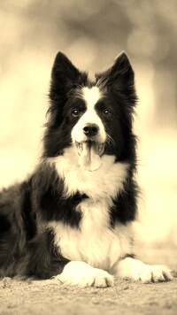 Szary + Sepia