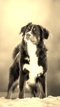 Sepia