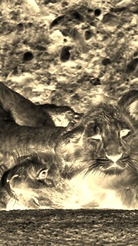 Sepia + Negatyw