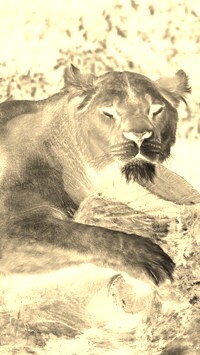 Sepia + Negatyw