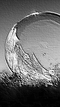 Skamielina