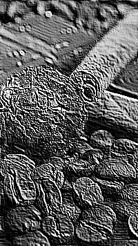 Skamielina