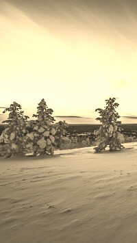 Szary + Sepia