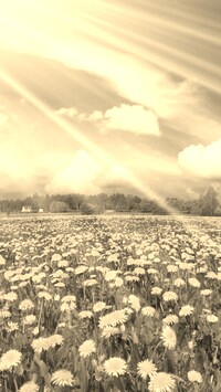 Szary + Sepia