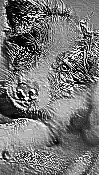 Skamielina