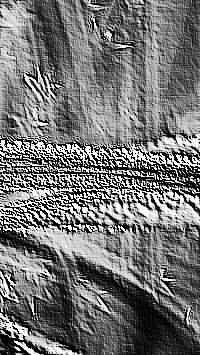 Skamielina